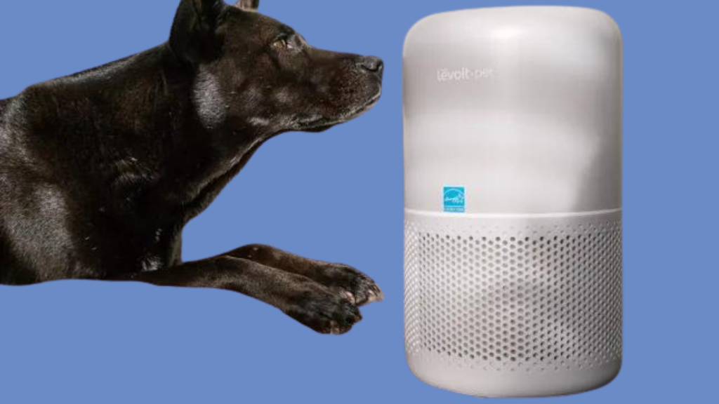 Best_Top_Air_Purifiers_for_Cat_Allergies_Models_to_Breathe_Easier_in_2024